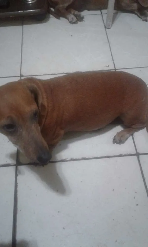 Cachorro raça Basset Hause idade 4 anos nome Clara E Nikita