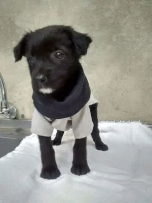 Cachorro raça srd idade 2 a 6 meses nome bebes li