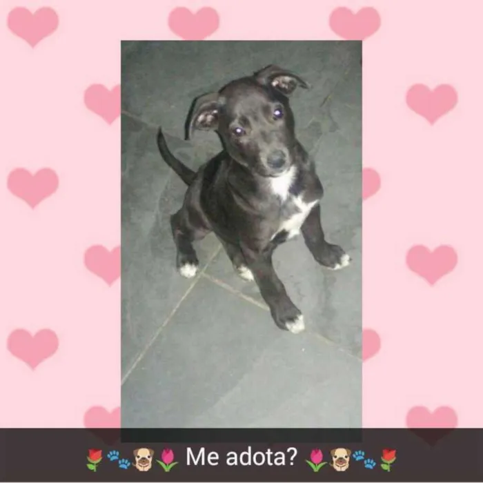 Cachorro ra a SRD idade 2 a 6 meses nome Belinha