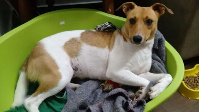 Cachorro ra a SRD idade 2 anos nome Lilica