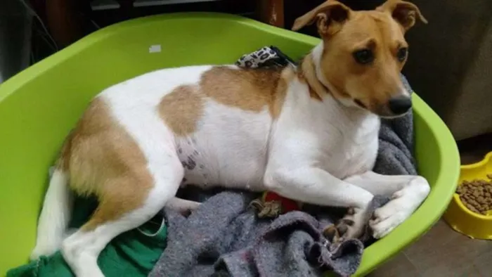 Cachorro ra a SRD idade 2 anos nome Lilica