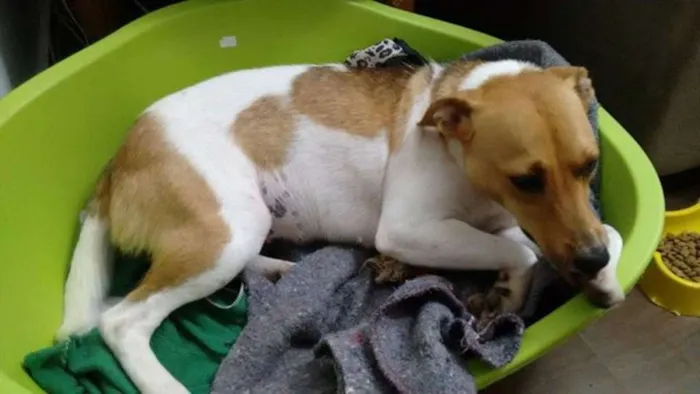 Cachorro ra a SRD idade 2 anos nome Lilica