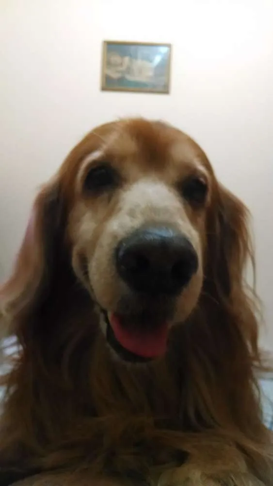 Cachorro raça Cocker idade 6 ou mais anos nome Pluff