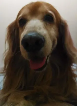 Cachorro raça Cocker idade 6 ou mais anos nome Pluff