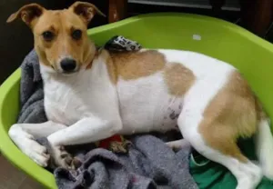 Cachorro raça SRD idade 2 anos nome Lilica