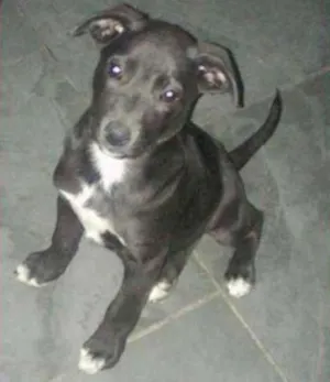 Cachorro raça SRD idade 2 a 6 meses nome Belinha