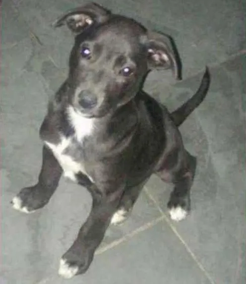 Cachorro ra a SRD idade 2 a 6 meses nome Belinha