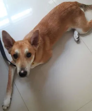 Cachorro raça Vira lata idade 7 a 11 meses nome Ralph