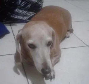 Cachorro raça Basset Hause idade 4 anos nome Clara E Nikita