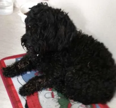 Cachorro raça Poodle idade  nome Não sei