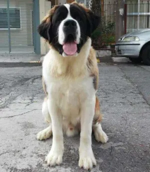 Cachorro raça Sao Bernardo idade 7 a 11 meses nome Murilo