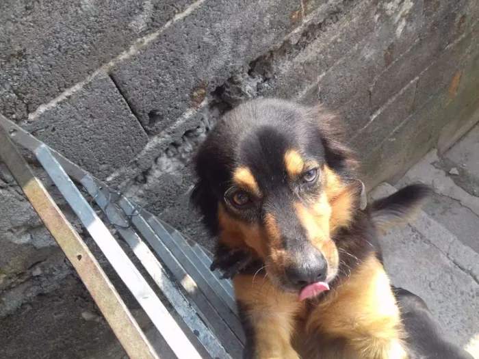 Cachorro raça Vira lata idade 3 anos nome Max