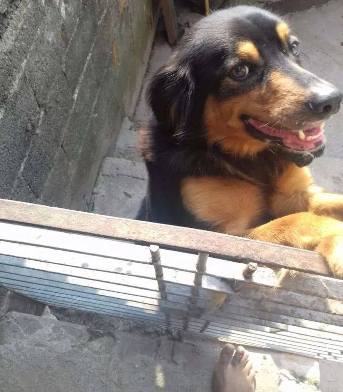 Cachorro raça Vira lata idade 3 anos nome Max