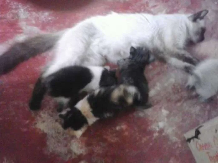 Gato ra a Desconhecida idade 2 a 6 meses nome Não tem