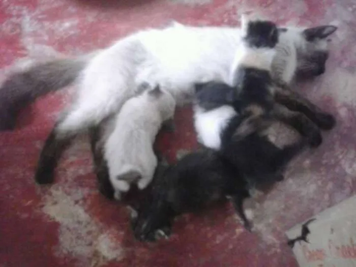 Gato ra a Desconhecida idade 2 a 6 meses nome Não tem