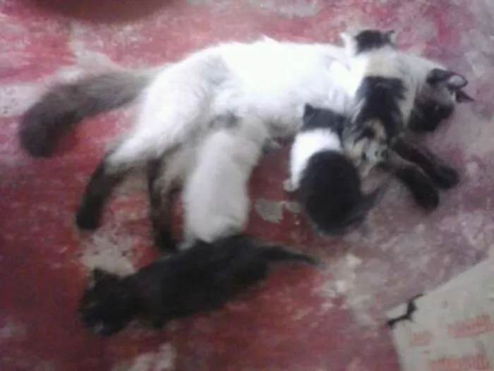 Gato ra a Desconhecida idade 2 a 6 meses nome Não tem