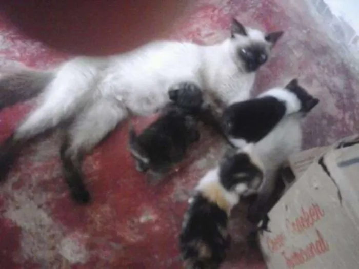 Gato ra a Desconhecida idade 2 a 6 meses nome Não tem