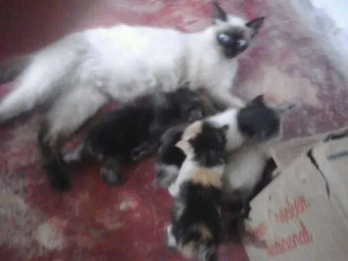 Gato ra a Desconhecida idade 2 a 6 meses nome Não tem
