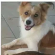 Pepy