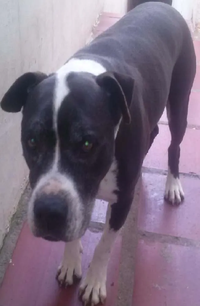 Cachorro ra a Pit-Bull idade 6 ou mais anos nome Amigo