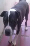 Amigo