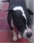 Amigo