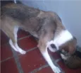 Lila 
