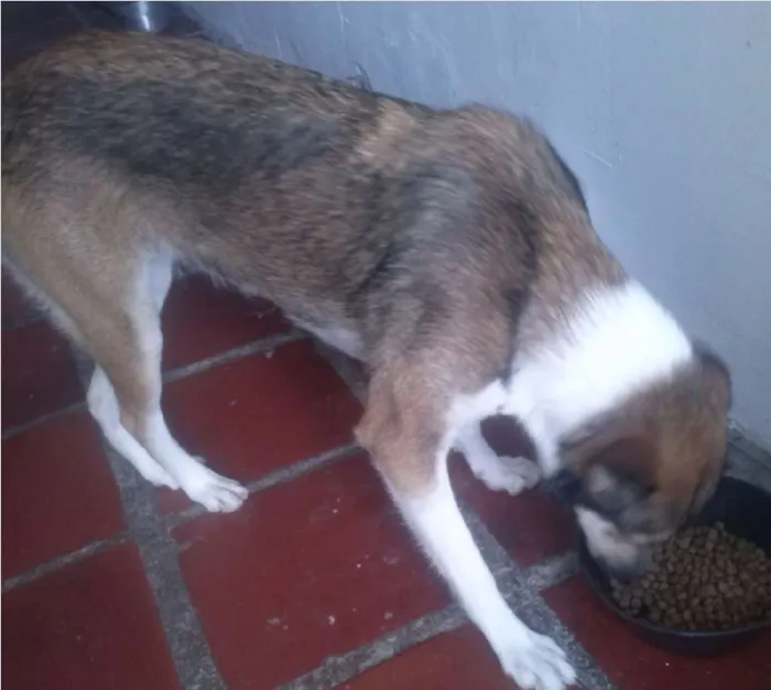 Cachorro ra a vira lata  idade 3 anos nome Lila 
