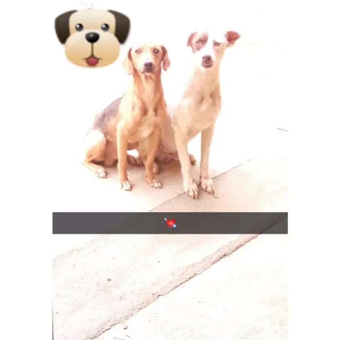 Cachorro ra a Vira Lata idade 1 ano nome Frajola