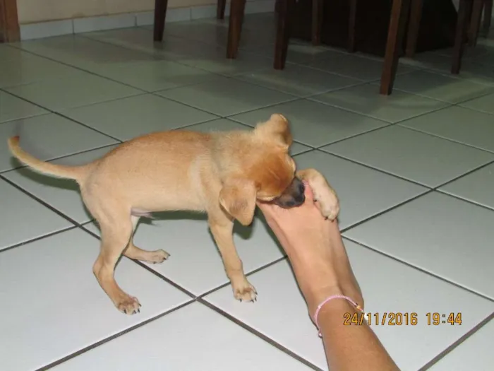 Cachorro ra a sem  idade 2 a 6 meses nome sushi