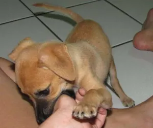 Cachorro raça sem  idade 2 a 6 meses nome sushi