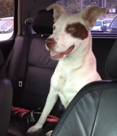 Cachorro raça Pitbull misturado idade  nome Não sei o nome