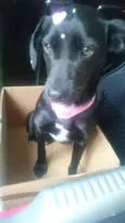 Pretinha