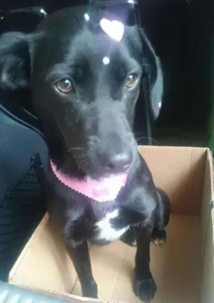 Cachorro raça Vira lata idade 2 a 6 meses nome Pretinha