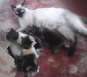 Gato raça Desconhecida idade 2 a 6 meses nome Não tem