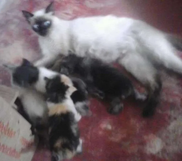 Gato ra a Desconhecida idade 2 a 6 meses nome Não tem