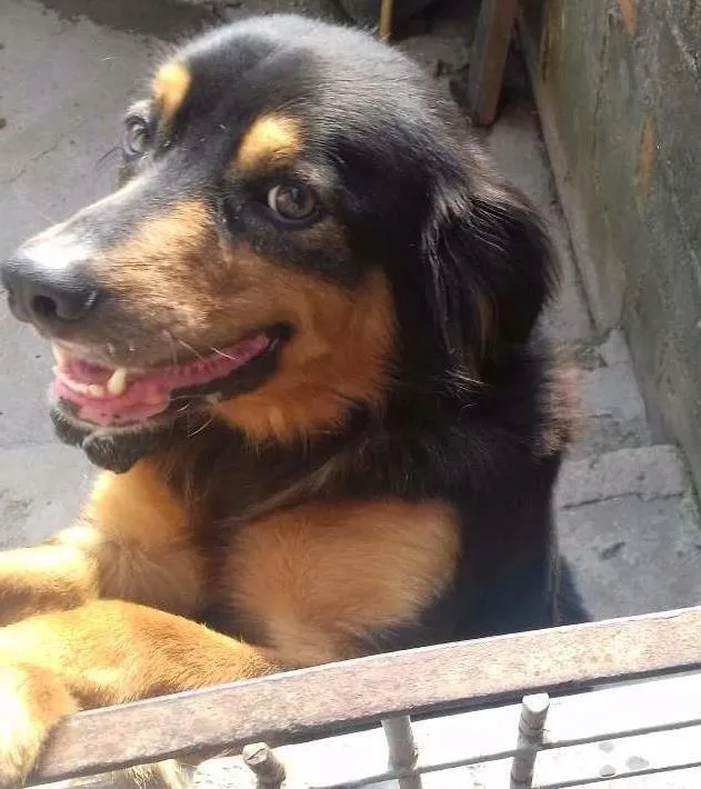 Cachorro raça Vira lata idade 3 anos nome Max
