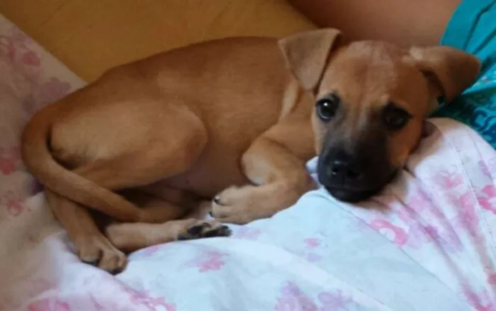 Cachorro ra a sem  idade 2 a 6 meses nome sushi
