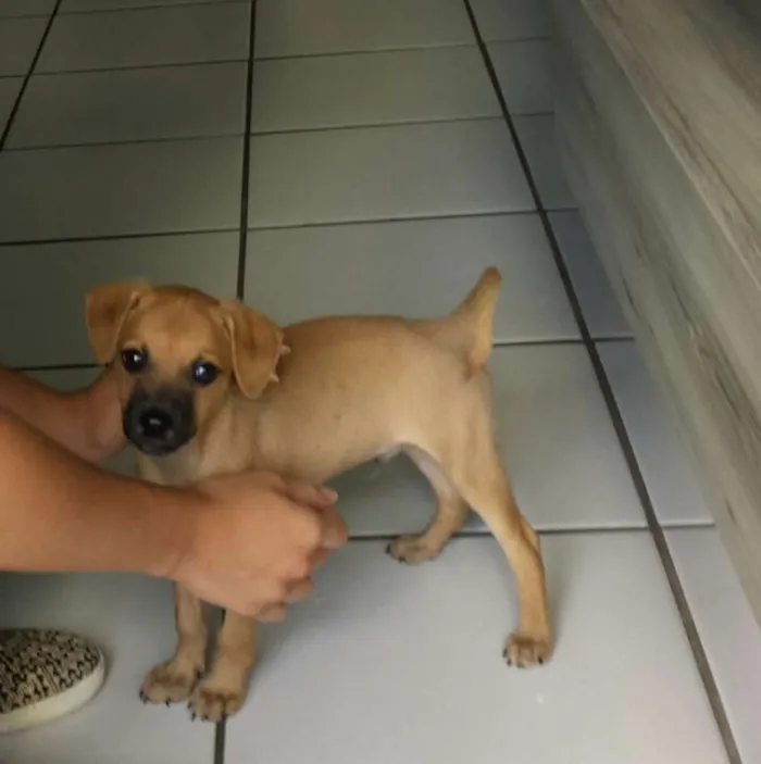 Cachorro ra a sem  idade 2 a 6 meses nome sushi