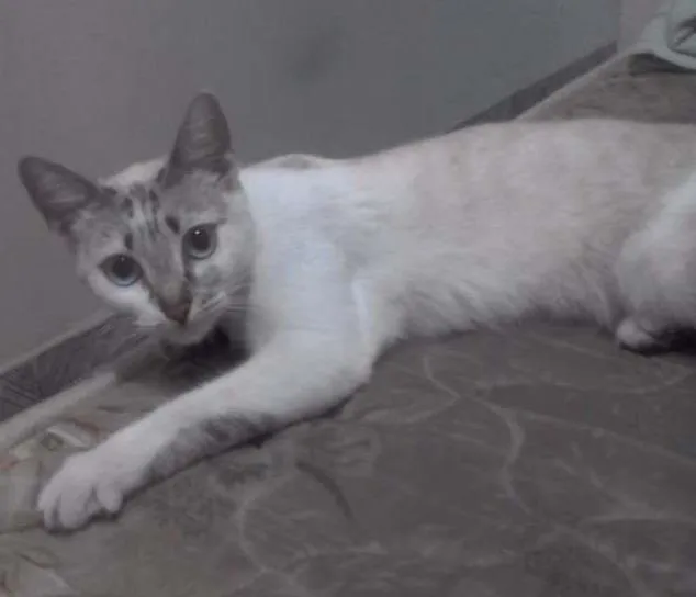 Gato ra a Vira-lata idade 1 ano nome Chimbica 