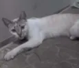 Chimbica