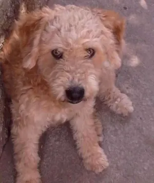 Cachorro raça poodol idade 2 anos nome Fred