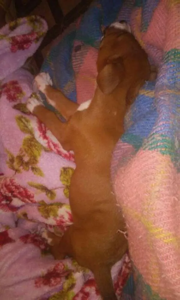 Cachorro ra a  idade 2 a 6 meses nome rebeca