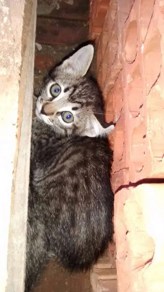 Gato ra a Sem raça idade 2 a 6 meses nome Sem nomes