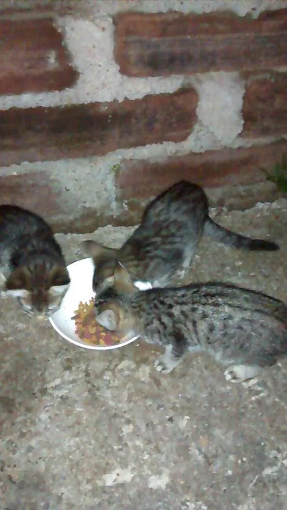 Gato ra a Sem raça idade 2 a 6 meses nome Sem nomes