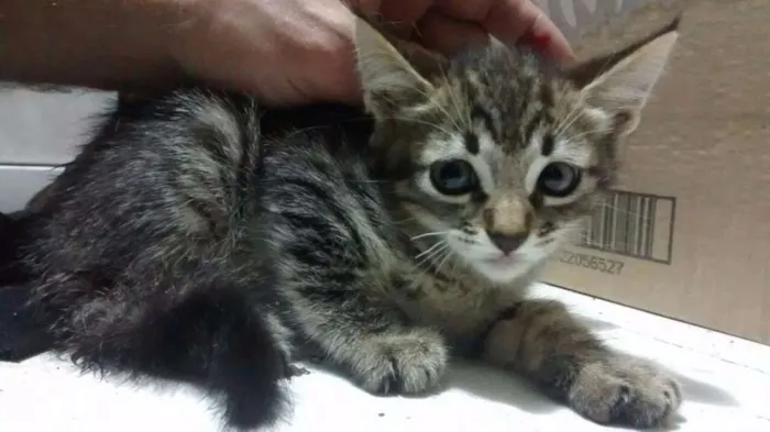 Gato ra a Sem raça idade 2 a 6 meses nome Sem nomes