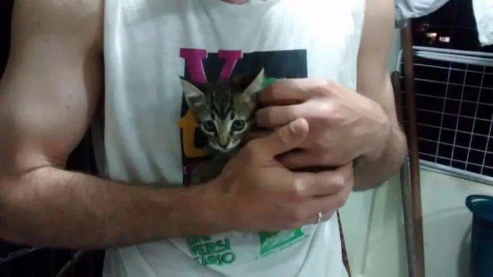 Gato ra a Sem raça idade 2 a 6 meses nome Sem nomes