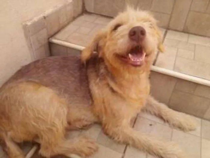 Cachorro ra a mestiço idade 7 a 11 meses nome Belinha