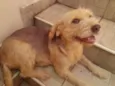 Belinha