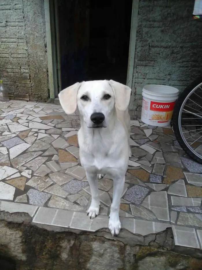 Cachorro ra a labrador  idade 7 a 11 meses nome Marley